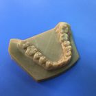 High Precision Gray Tooth Model FDM 3D Printing Service For Medical Industry